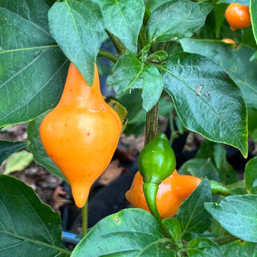 Cabacina Laranja - Seeds - The Pepper Pantry (Formerly Marie Sharp's)